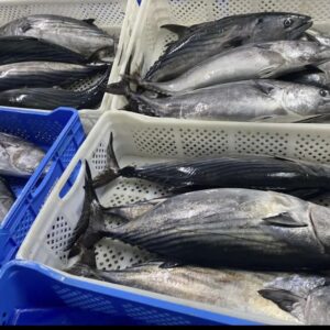Frozen bonito