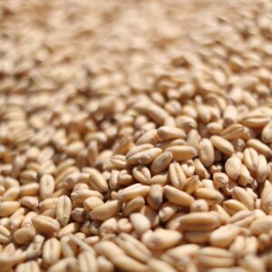 Wheat Grain