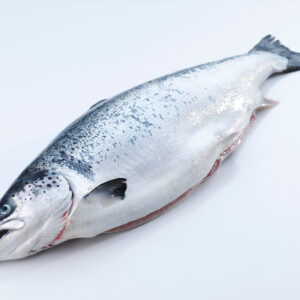 Frozen Salmon